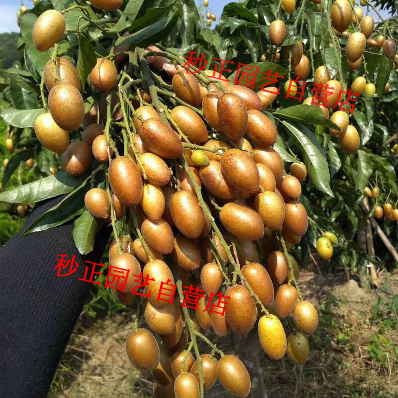 clcey广东新款果大纯大甜无核冰糖黄皮良种嫁接苗 南北方庭院水果树苗