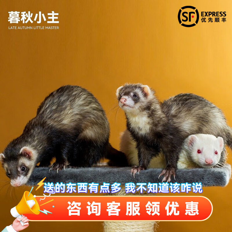 暮秋小主安哥鲁貂活体 宠物雪貂幼崽小龙貂活物亲人好养 随机一只(均