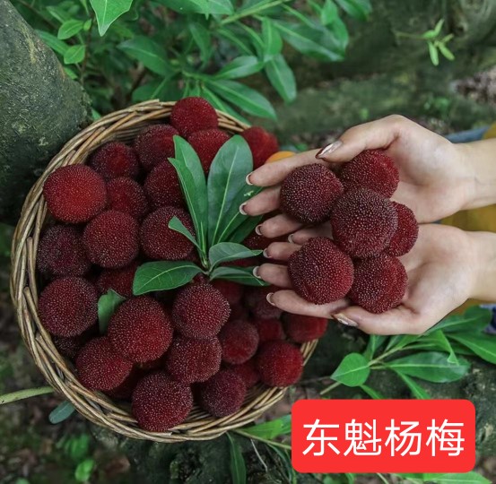 果树苗正宗嫁接兰溪仙居东魁黑炭杨梅苗实拍照片价格 嫁接五年苗 141