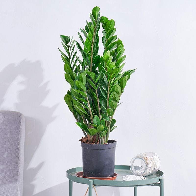 【送货到家】金钱树大盆栽摇钱树钱串子招财发财树四季常青好养客厅