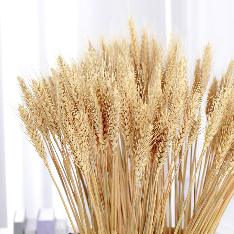 天然麦穗开业大麦干花金色黄金麦穗客厅装饰花瓶插花真花永生花束