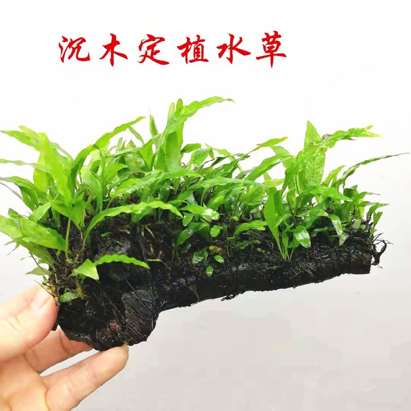 鱼细叶铁黑木蕨水草活体水草鱼缸造景水族箱造景装饰 细叶铁皇冠沉木