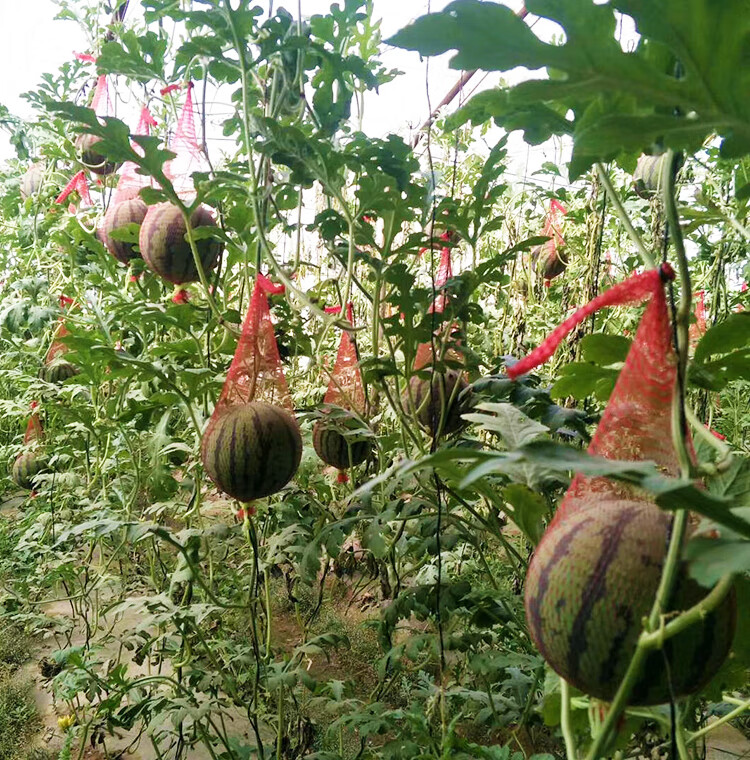 宙语大棚吊西瓜专用网袋水果网兜网眼袋子吊袋带绳手提抽绳塑料吊瓜袋