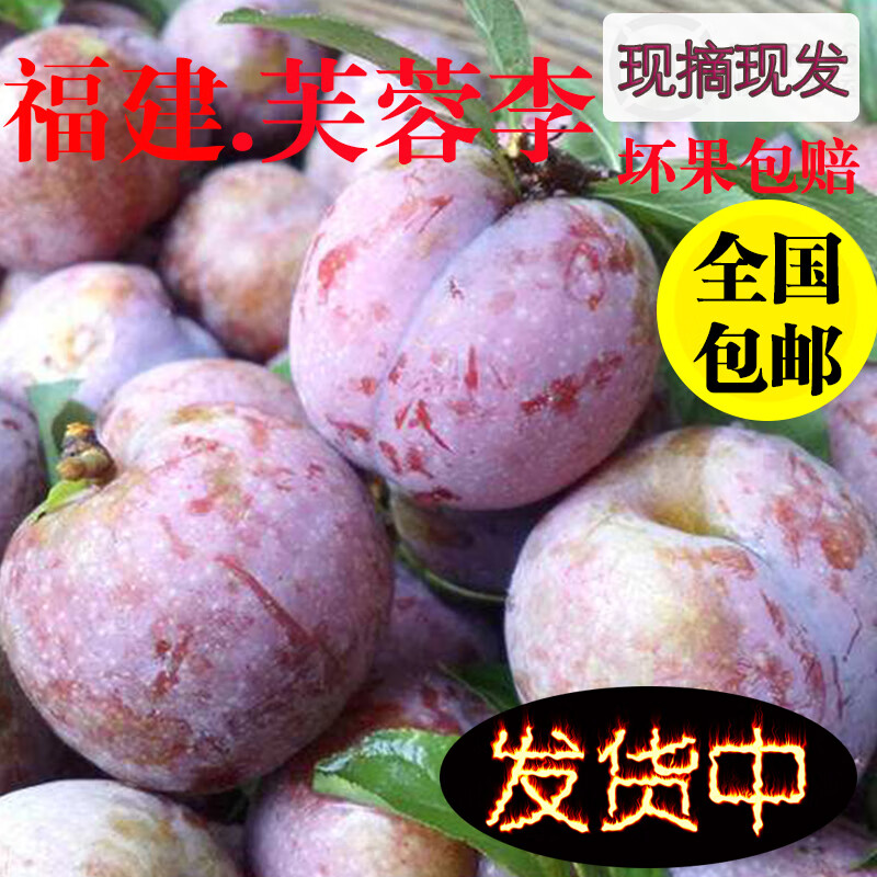 福建永泰正宗芙蓉李酸甜新鲜红心李子现摘现发孕妇当季水果泡酒李 5斤