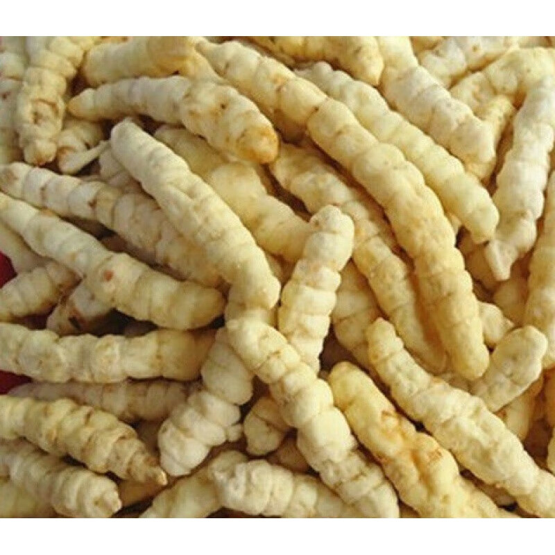 草石蚕 地蚕 土冬虫草 泽兰根 白虫草花草茶 100克