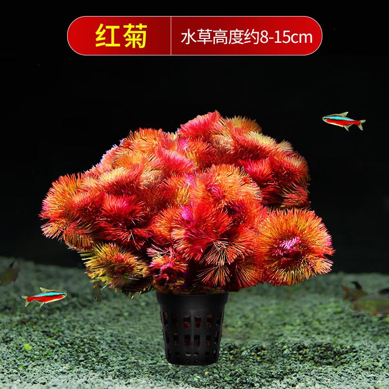 鱼缸造景水族箱养鱼水草淡水活体真增氧植物阴性后景草净 优质红菊1盆