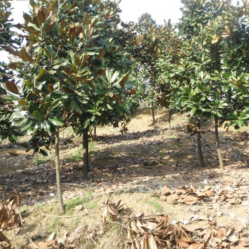 购优汇绿化工程苗四季常青广玉兰树苗 玉兰树苗 庭院常绿苗木 1.