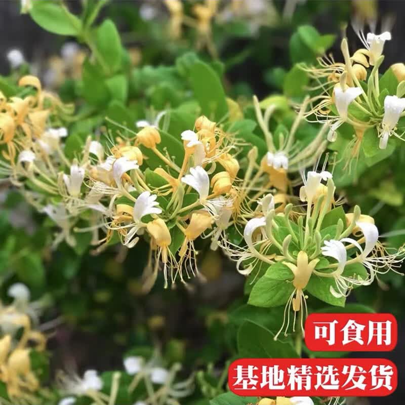 京佳乐可食用金银花树苗老桩带花苞四季开花卉盆栽桂花庭院爬藤植物