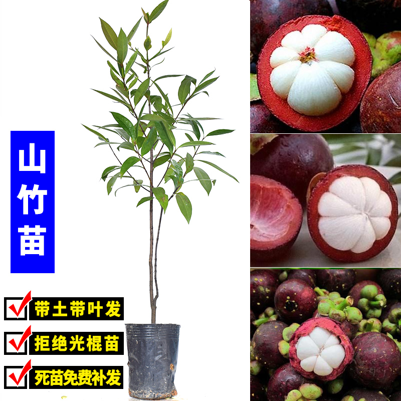 泰国无籽山竹苗树苗山竹苗果苗盆栽地栽南方种北方种水果树苗广西 1棵
