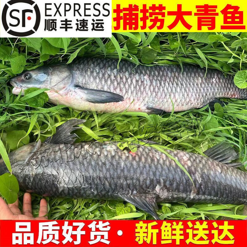 lism螺蛳青鱼淡水乌青鱼活鱼青占鱼超大青青鱼杀好发货 【宰杀方式】