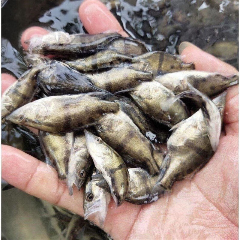 达泽侠鳜鱼鱼苗批发桂鱼淡水养殖小鳜鱼苗大眼食用路亚鱼苗硅 新春
