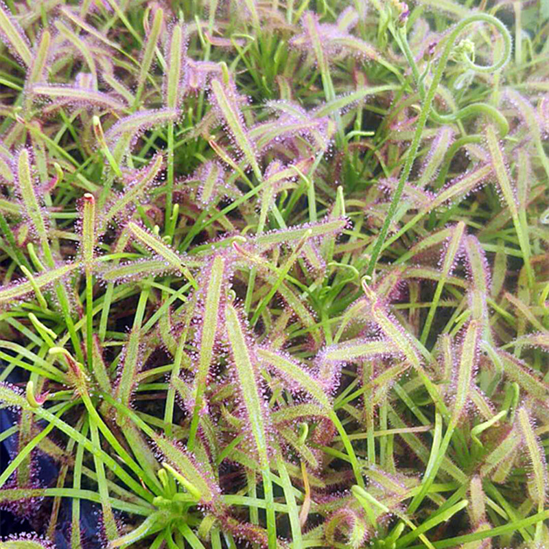 茸麦好望角茅膏菜捕蚊小飞虫高手红白宽叶食虫植物捕蝇草食虫草 矿红