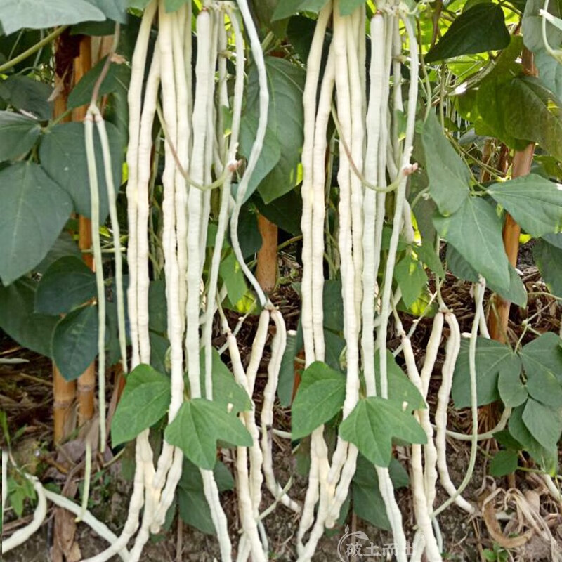 神禾豇豆角种子特长白不老江豆春季 荚天下9号白豇豆种子30g/抗旱涝
