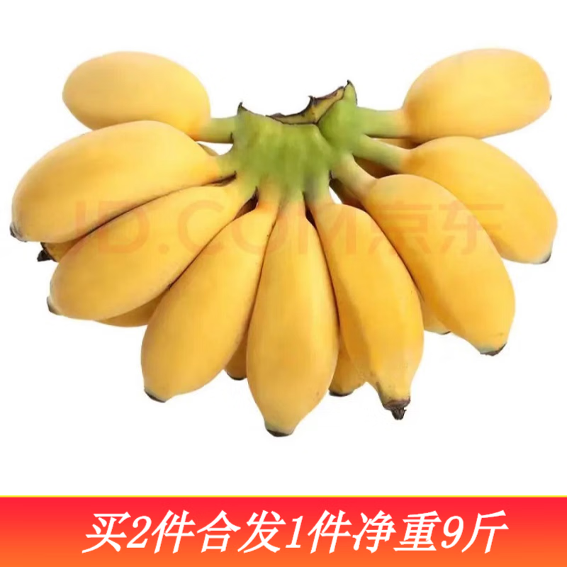 果佳玖广西小米蕉新鲜现砍青果小香蕉（需催熟）生鲜水果特产 5斤实惠装（净重4.5）高性价比高么？