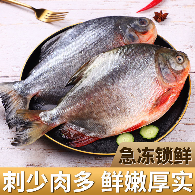 顺鑫贝 红鲳鱼新鲜鲜活鱼平鱼大红昌鱼金鲳鱼冷冻鲳鱼 3条装  一条约
