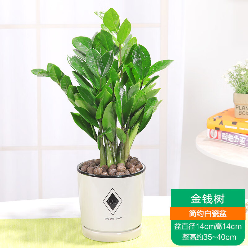 客厅办公室花卉四季好养长青绿植 金钱树 简约白盆(整高35-40cm) 栽好