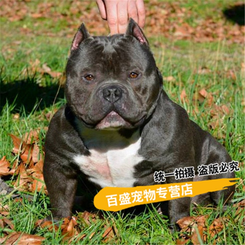 出售美国恶霸犬幼犬纯种 恶霸犬活体小幼崽 宠物狗狗疫苗驱虫已做健康