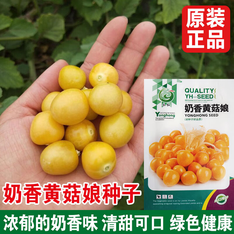 黄菇娘果籽奶香味灯笼果种籽四季盆栽水果蔬菜种孑 奶香黄姑娘200粒
