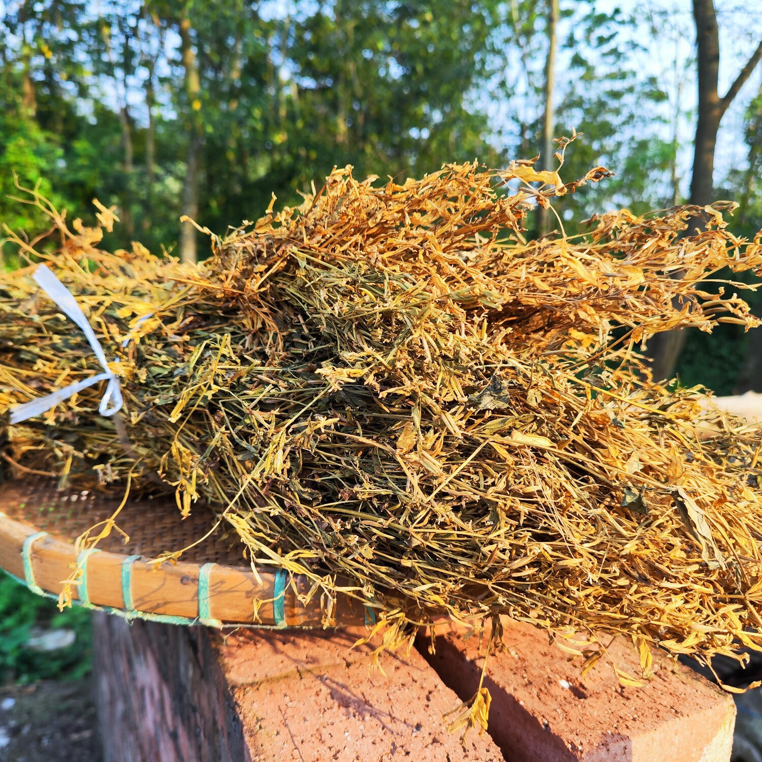 广西野生鸡心黄 新鲜中药材牛心菜 鸡心菜 鸡心王 鸡心草 250克