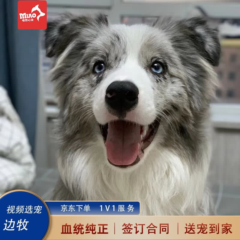 喵然心动纯种边牧幼犬宠物狗狗活体陨石边境牧羊犬高智商宠物狗幼崽 宠物级【陨石色边牧】怎么看?