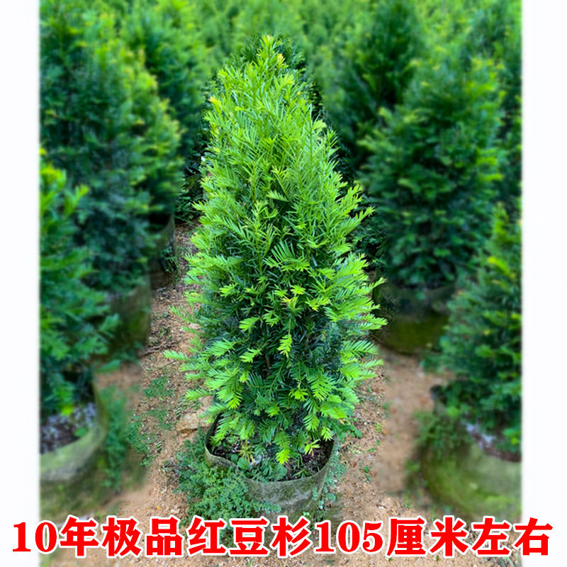 红豆衫苗红豆杉树苗耐寒盆栽四季常青绿植室内外客厅植物净化空气吸