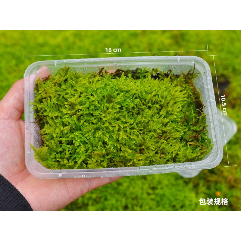 青苔活水苔白发砂朵朵真曲尾羊绒蕨类植物微景观 活苔藓10x10厘米品种