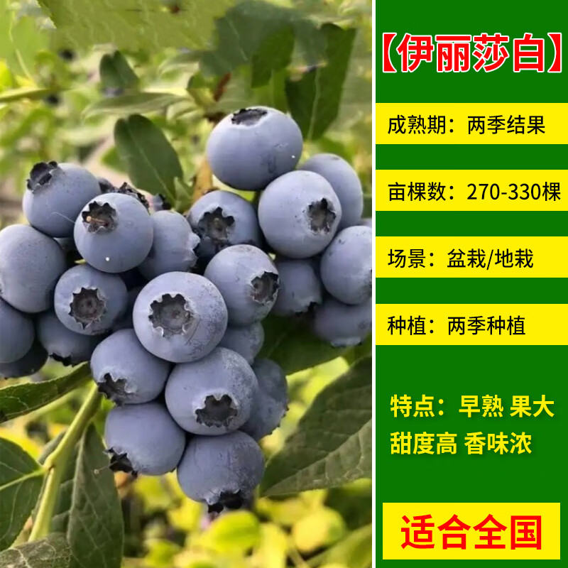 蓝莓苗南北方种植兔眼特大阳台盆栽树苗当年结果 伊丽莎白蓝莓苗5年苗