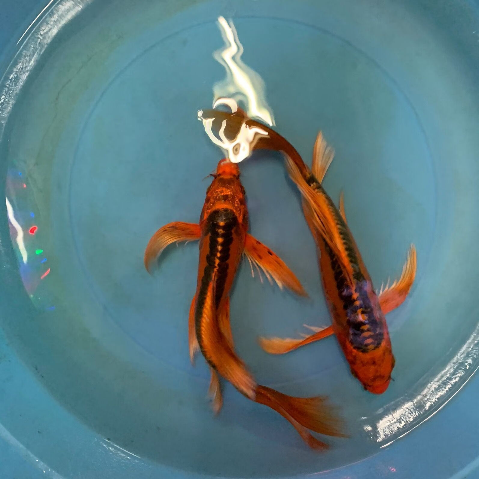 少羽德系红松叶龙凤锦鲤一组四条包活火凤凰锦鲤火麒麟 德系红松7-9