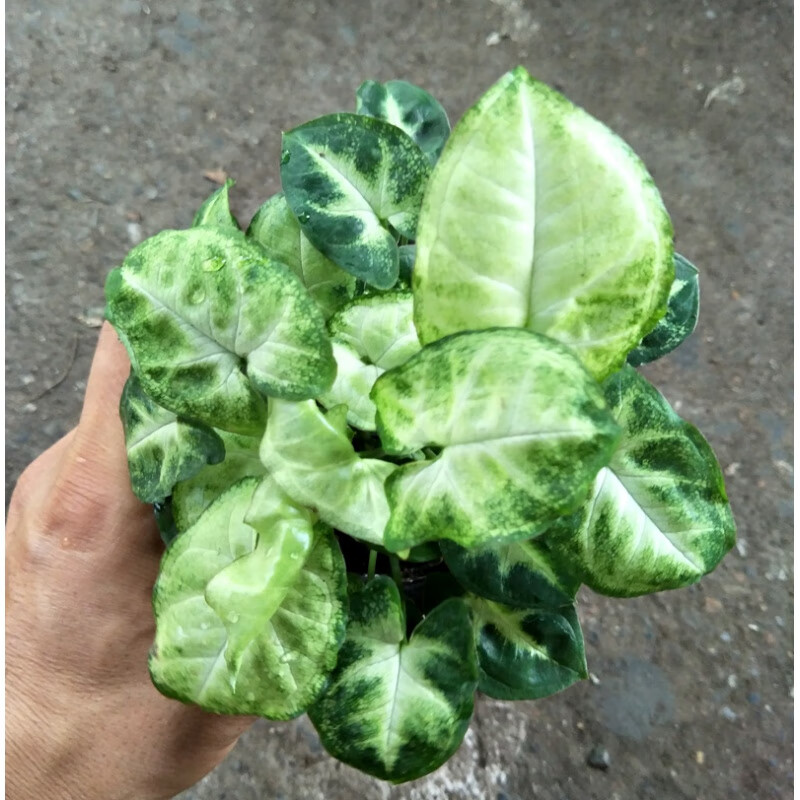 mojy彩叶合果芋系列盆栽四季常绿 银蝴蝶 带盆栽好