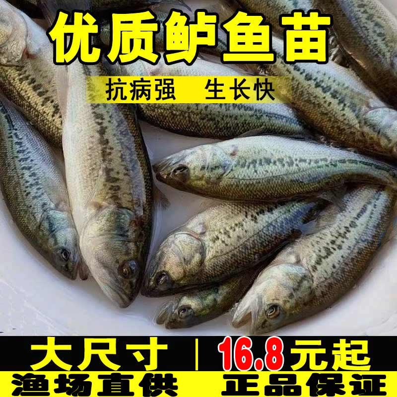 弥翠园加州鲈鱼苗淡水养殖大口黑鲈路亚凶猛肉食优鲈3号批发鲈鱼苗 10条4-6厘米鲈鱼苗送10%防损怎么看?