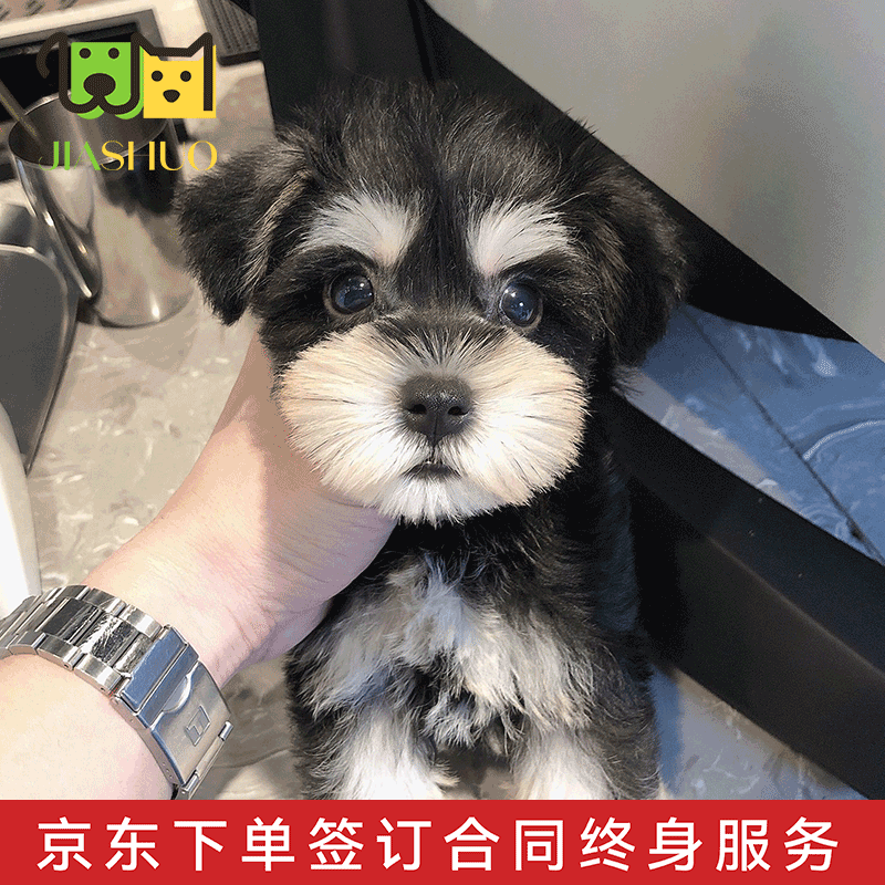 佳朔纯种雪纳瑞幼犬狗狗活体椒盐色迷你茶杯犬家养宠物狗幼崽 宠物级