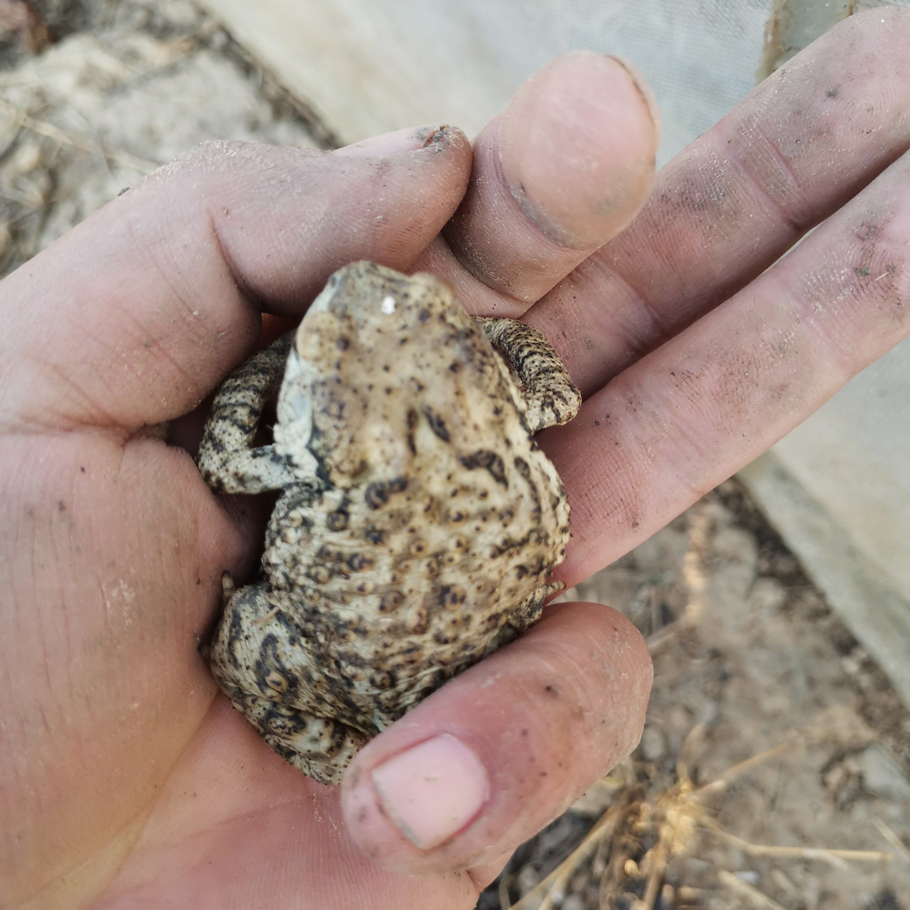 活中草药癞蛤蟆的蟾蜍活的癞蛤蟆活 活蟾蜍 活体物活的 50g单只(8只起