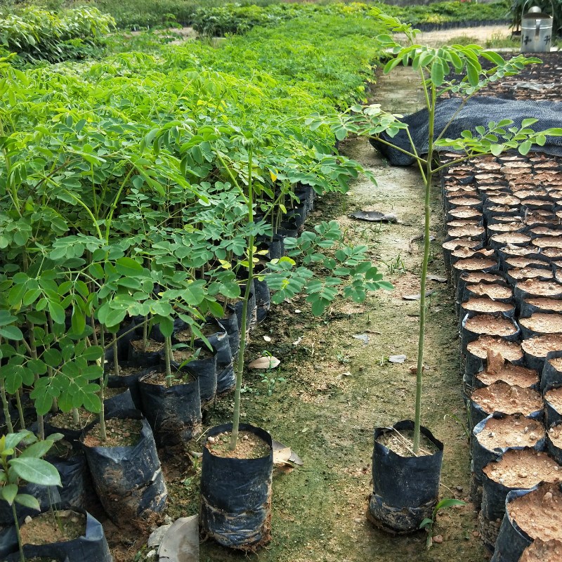 辣木树苗 辣木树苗盆栽 正宗印度辣木树 辣木籽 印度辣木-高度20-30cm