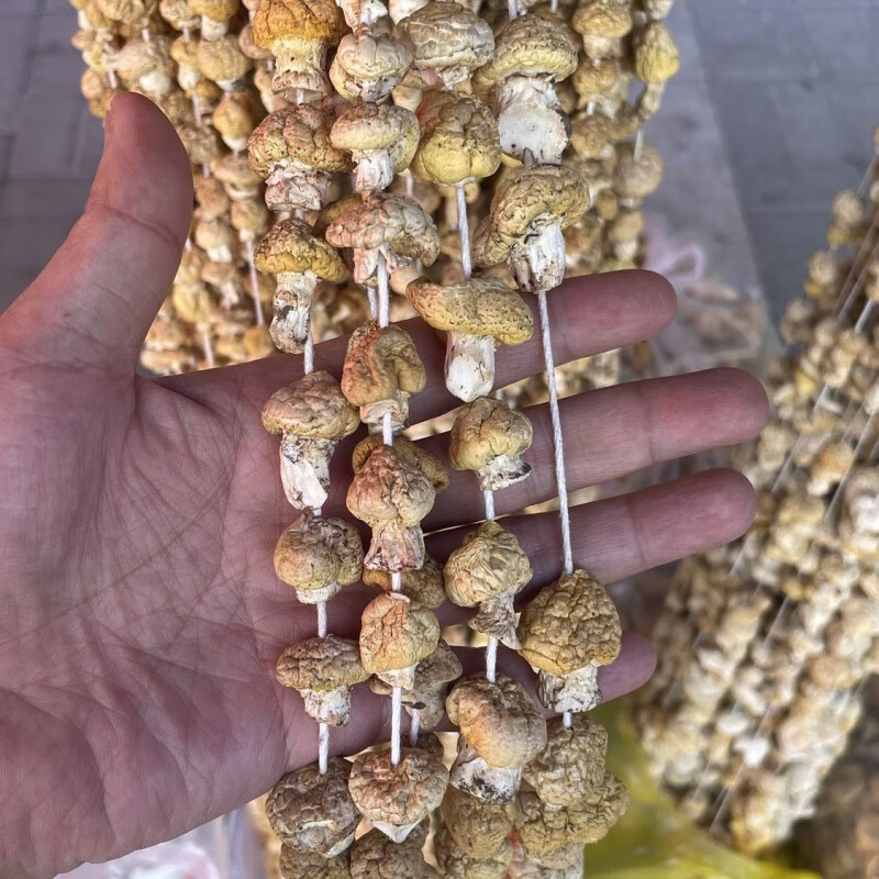 食怀青海特产祁连野生小黄蘑菇青海特产新鲜祁连山黄菇 小黄菇【1cm