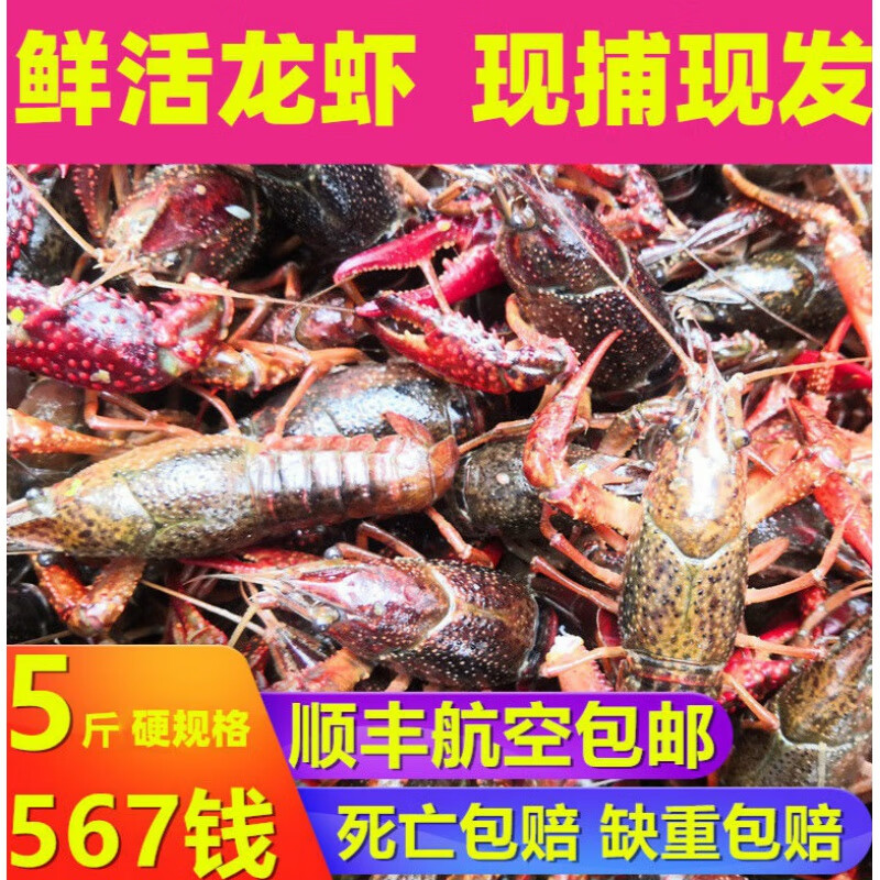 鲜活小龙虾批发新鲜活虾特大号一箱虾子大虾鲜活湖北潜江清水龙虾  味