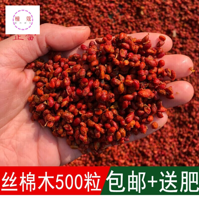 出售新采林木树种子白杜种明开夜合华北卫矛种子 500粒 肥料