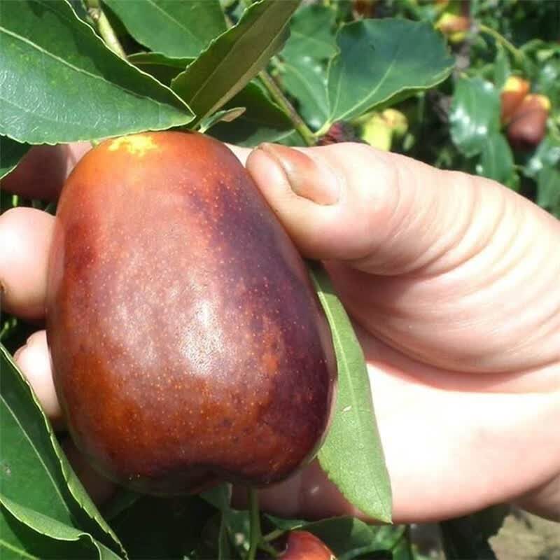 枣树树苗 中华大龙枣苗 大枣苗 特大嫁接枣子树苗 当年结果盆栽地栽