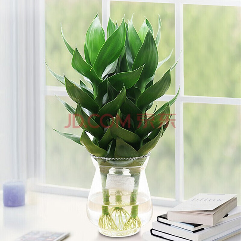 元井 观音竹盆栽富贵竹绿植室内居家摆放花卉水培植物盆栽 观音竹3棵