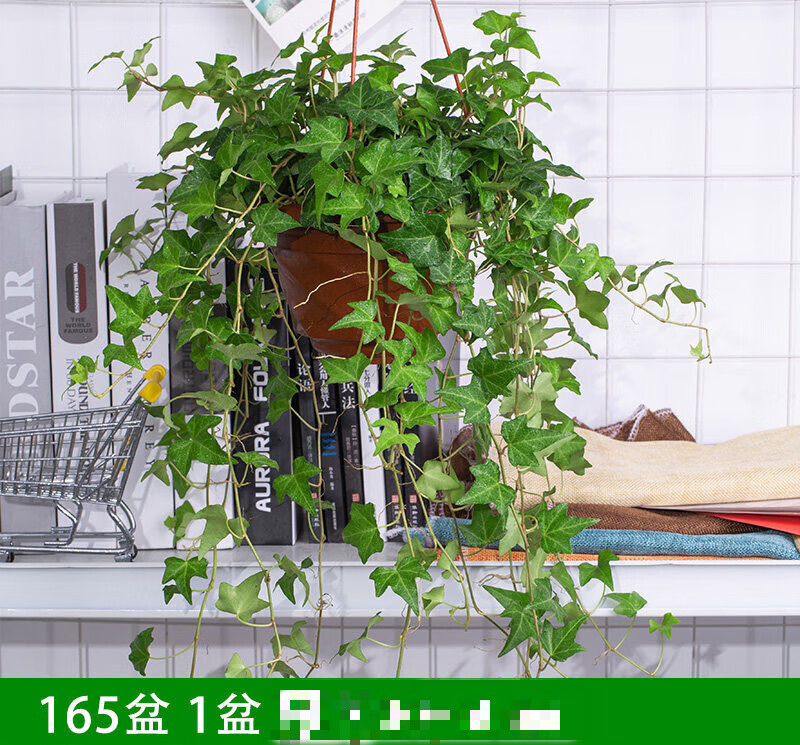 常春藤盆栽好养植物室内垂吊兰长春藤水培爬藤挂常青藤绿植 (精品165