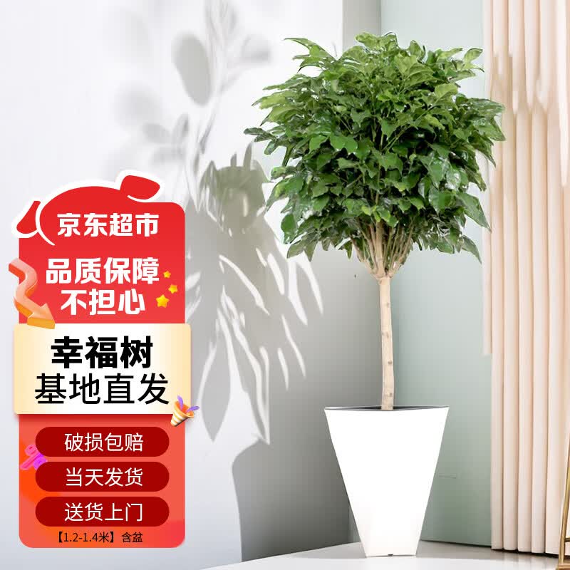 苏墨的墨幸福树盆栽大棵绿植花卉室内客厅大型绿植 幸福树1.2-1.4米含盆怎么样,好用不?