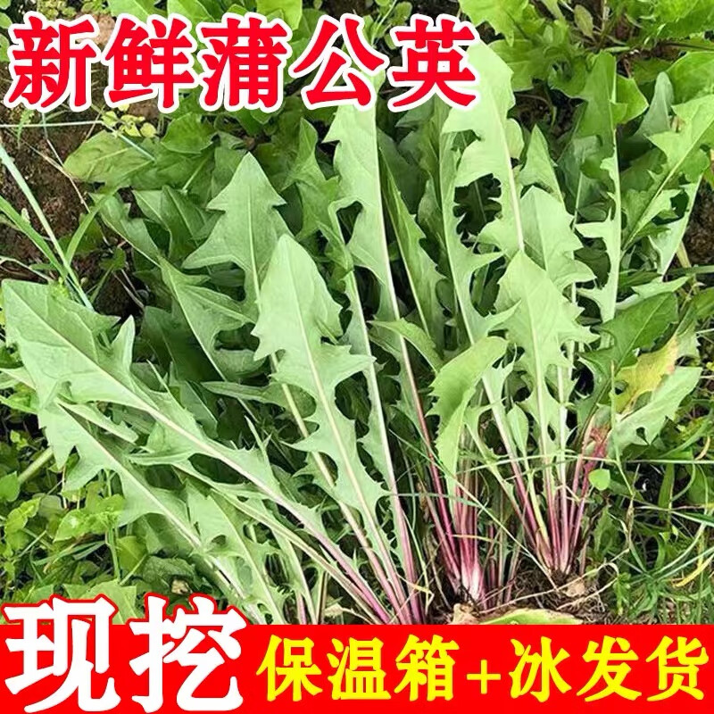 新鲜蒲公英现挖婆婆丁野生婆婆丁蒲公英野菜新鲜现挖苦菜凉拌煮水 2斤