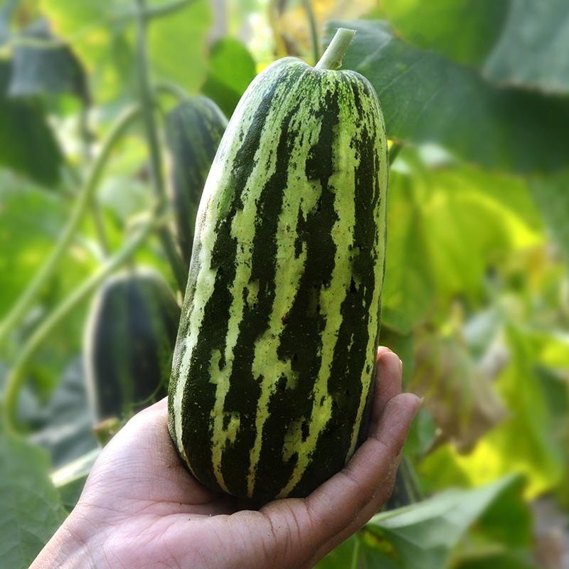 北蔬 花皮菜瓜种子烧瓜酥瓜甜瓜 花皮菜瓜种子 200粒