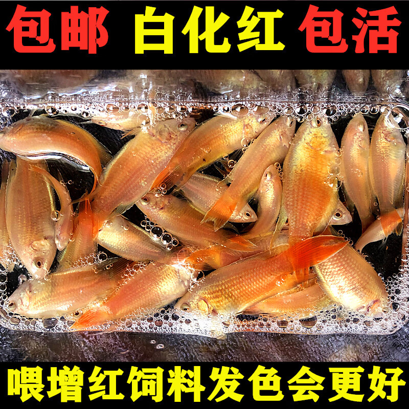 smvp中国斗鱼德国改良鱼白化红火焰淡水观赏白兔叉尾懒人鱼原生鱼