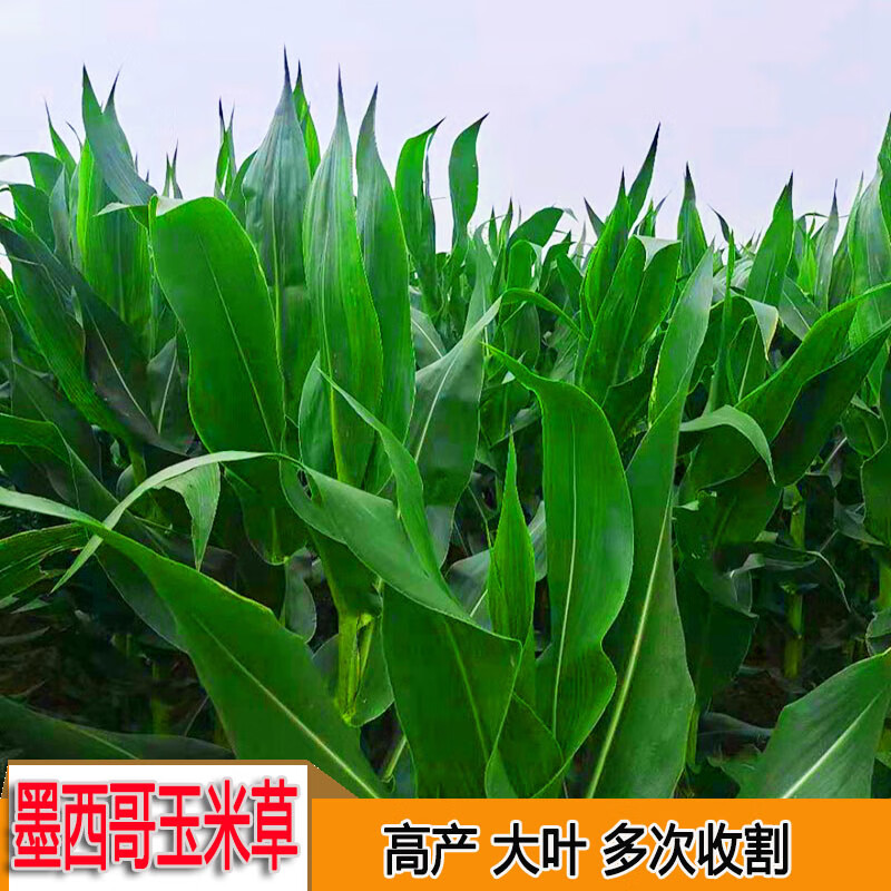 墨西哥玉米草种子高产养殖牛羊猪兔鱼草籽大叶耐旱再生玉米草种子