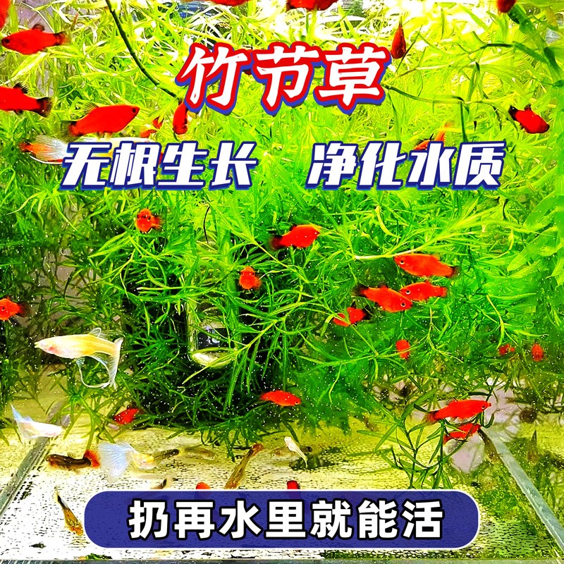 云峰海瑞水草活体鱼缸造景新手好养懒人阴性草 无需种植漂浮生长净化水质 竹节草20g使用感如何?