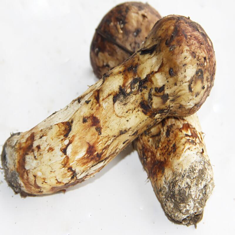 【出口m级】新鲜松茸 松茸云南特产香格里拉松茸菌出口级500g 精选