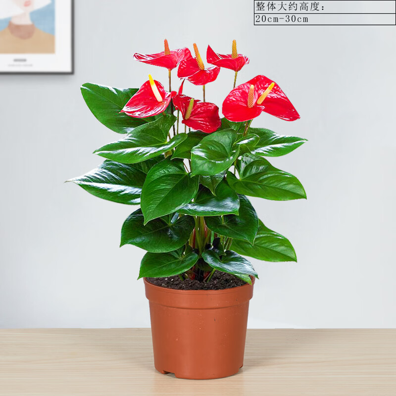 惜林园红掌盆栽植物室内花卉好养懒人水培绿植鸿运当头四季开花苗年宵