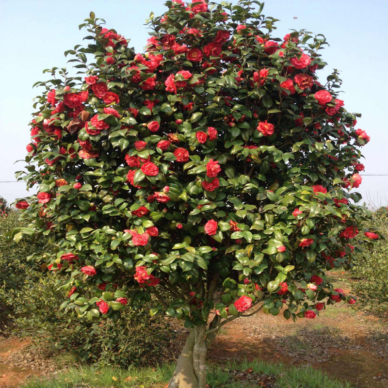 春枝韵耐冬 耐冻茶花苗 大茶花树东北可露天栽培 茶花庭院植物四季