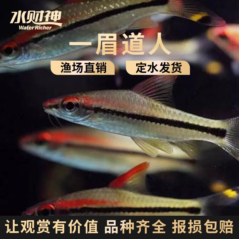 水财神(water richer)小型热带观赏鱼一眉道人鱼活体水族宠物红眉道人