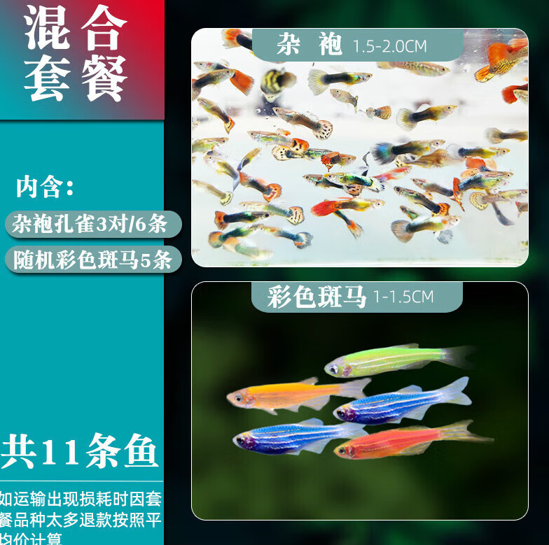 斑马青苹果荧光斑马孔雀鱼小型热带鱼淡水观赏鱼 彩色斑马鱼 杂袍孔雀